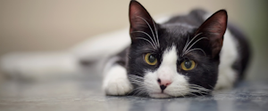 Black and white cat laying on the ground