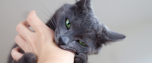 Grey cat biting its owner