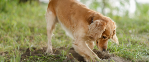 A dog digging a hole outdoors