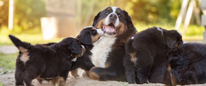 Bernese mountain dog with puppies