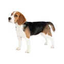 Beagle dog