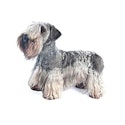 Cesky Terrier dog