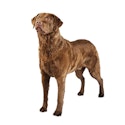 Chesapeake Bay Retriever dog