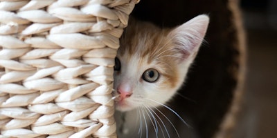 kitten looking out from a knit bowl