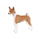 Basenji dog