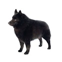 Schipperke dog