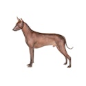 Xoloitzcuintli dog