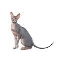 Peterbald cat