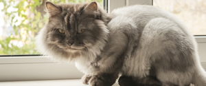 A grey cat sitting at a window