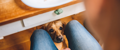 Dog looking at its owner from under a table