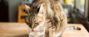 Chat qui boit de l'eau dans un verre