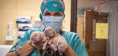 veterinarian holding puppies