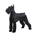 Giant Schnauzer dog