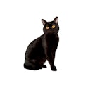 Bombay cat