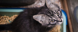 A grey kitten using a litter box