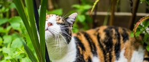 An orange, black and white cat rubbing against grass