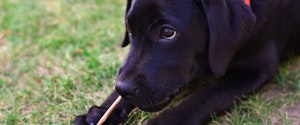 A black puppy chewing a stick