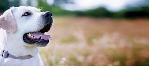 Dog at nature