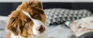 A brown and white dog looking at the camera