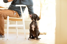 Puppy sitting on the floor 