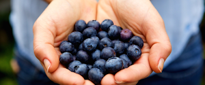 Cupped hands holding blueberries