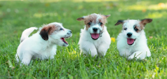 Puppies running in a field of grass