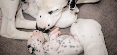 Mother dalmatian with a newborn dalmatian puppy 