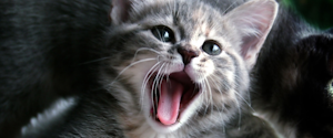 A grey kitten meowing