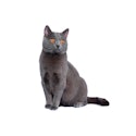 Chartreux cat