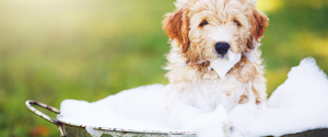 A puppy being bathed in a bucket