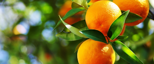 Oranges growing on a tree