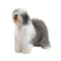 Old English Sheepdog 