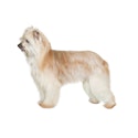 Pyrenean Shepherd dog