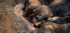 Puppies drinking milk from mother 