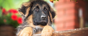 A German Shepherd puppy