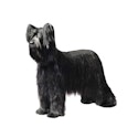 Briard dog