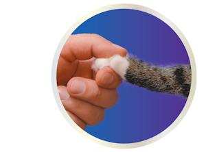 person holding cats paw