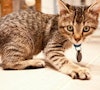 striped kitten on the floor