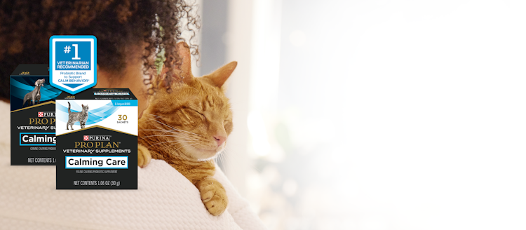 A cat lying on a person's shoulder