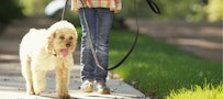 Dog on a leash