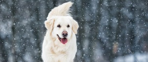 A white dog out in the snow