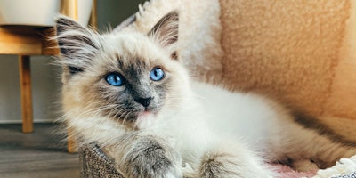 siamese cat lying down