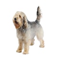 Otterhound dog