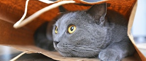 A grey cat sitting in a paper bag