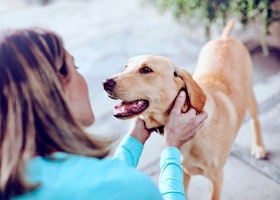 Dog being petted by owner 