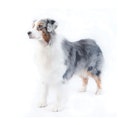 Australian Shepherd dog