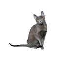 Korat cat