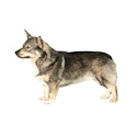 Swedish Vallhund dog