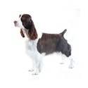 English Springer Spaniel dog