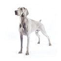 Weimaraner dog